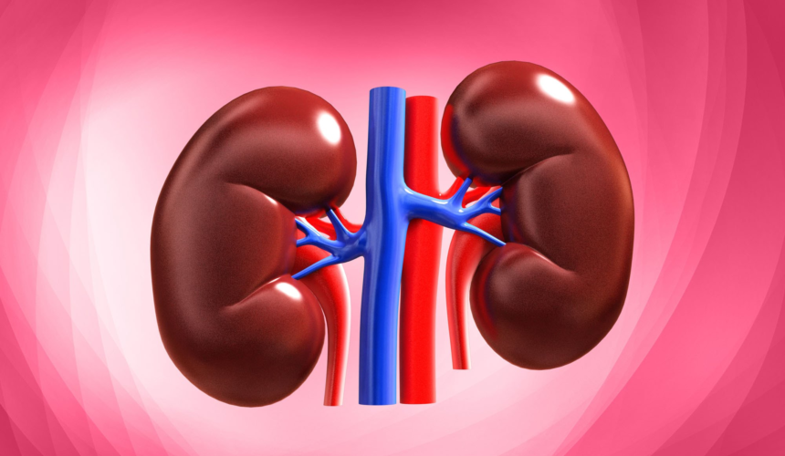 Здоровье почки для всех