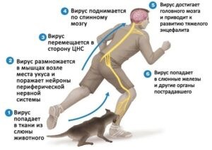 152 О ПРОФИЛАКТИКЕ БЕШЕНСТВА